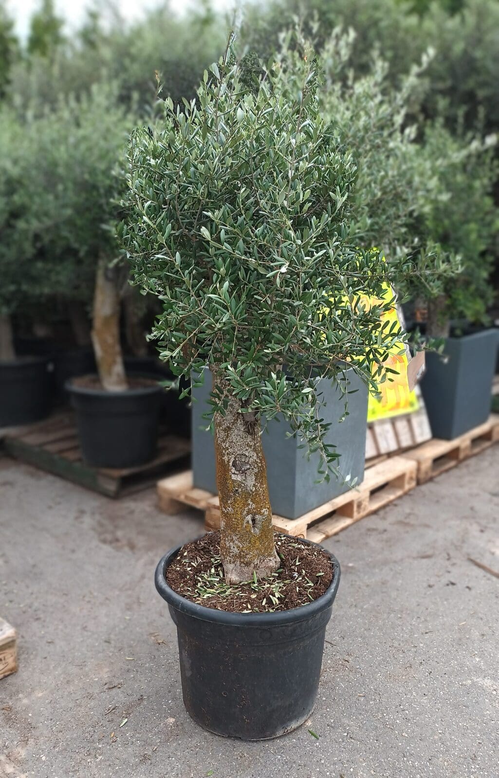 Afbeedling Olijfboom (olea europaea) - Spekvoordeel.nl