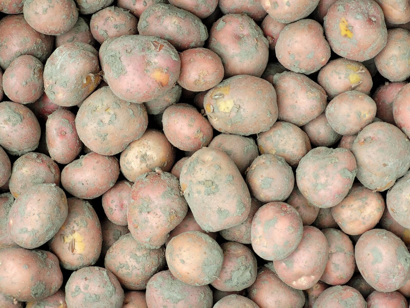 Afbeedling Bildtstar 20KG - Spekvoordeel.nl