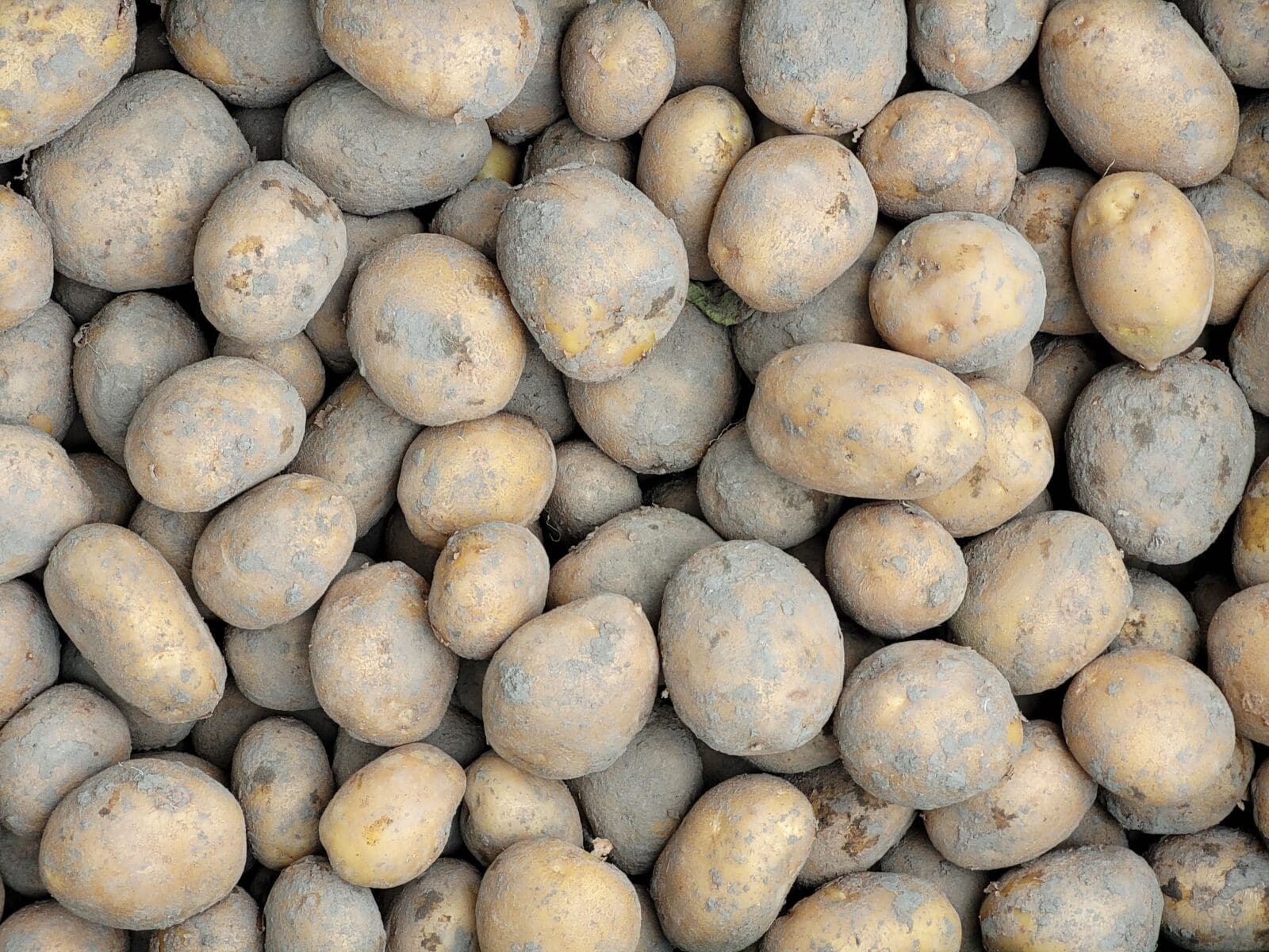 Afbeedling Doré - Spekvoordeel.nl