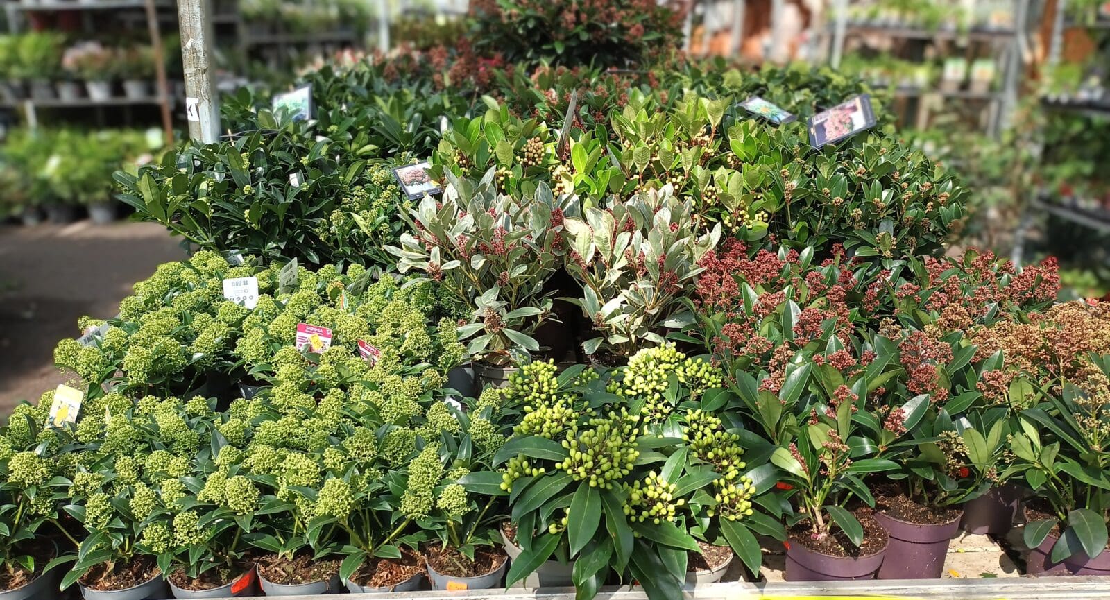 Afbeelding heesters - Spekvoordeel.nl