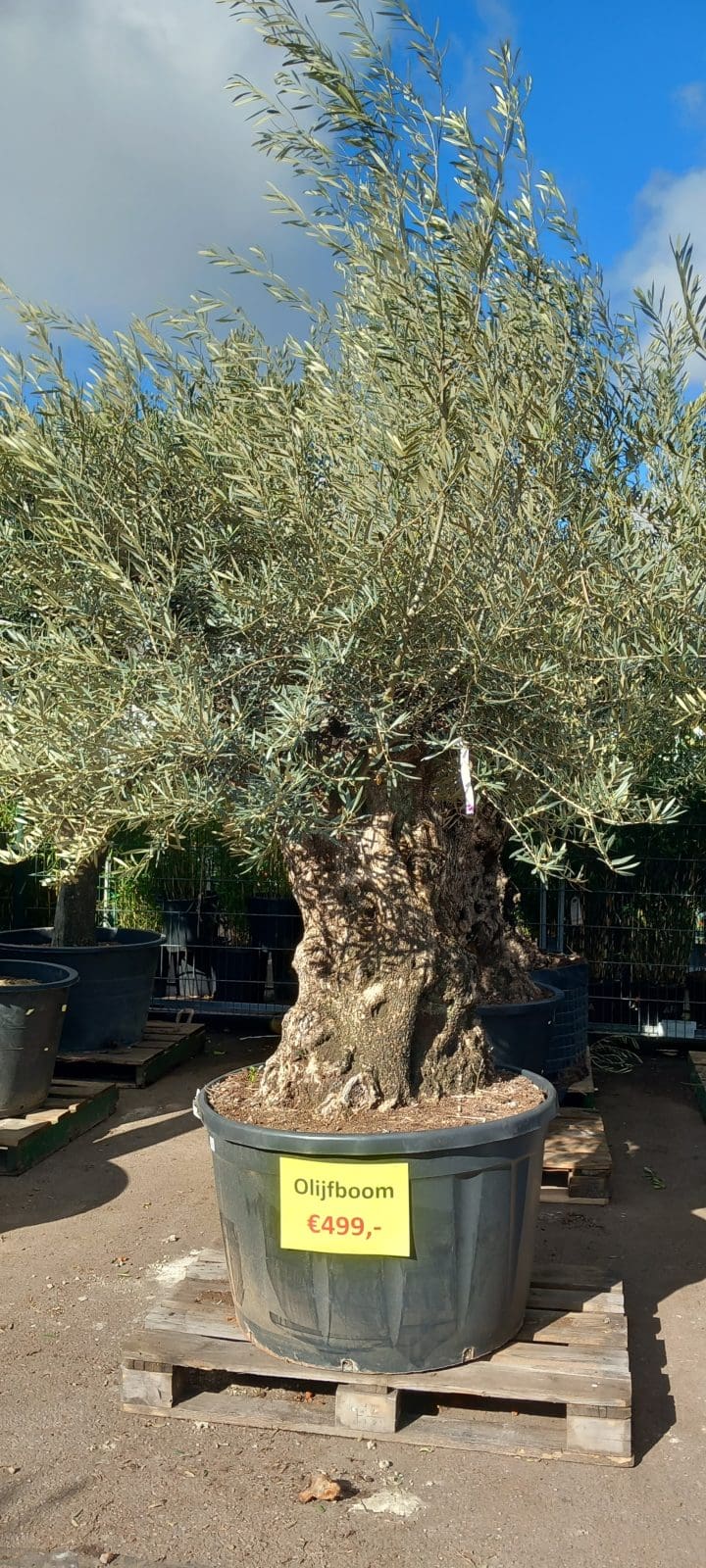 Afbeedling Olijfboom - Spekvoordeel.nl