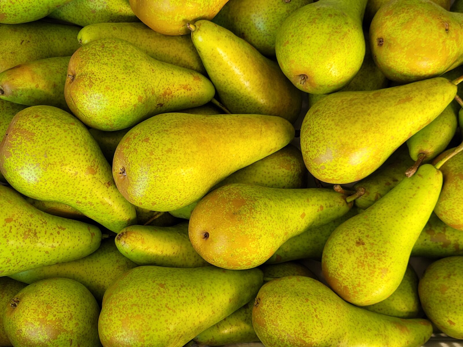 Afbeedling Conference peren - Spekvoordeel.nl