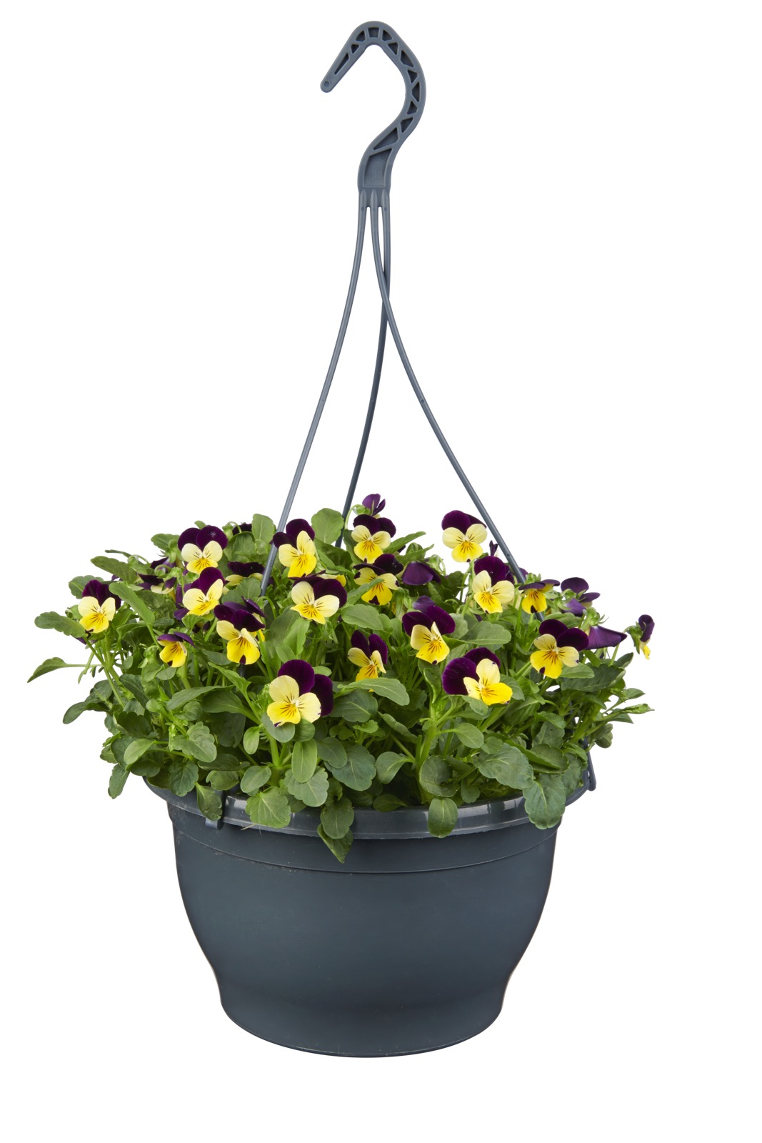 Afbeedling Violen hangpot (diverse kleuren) - Spekvoordeel.nl