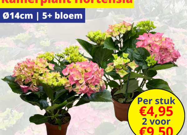 Home 22 Kamerplant Hortensia