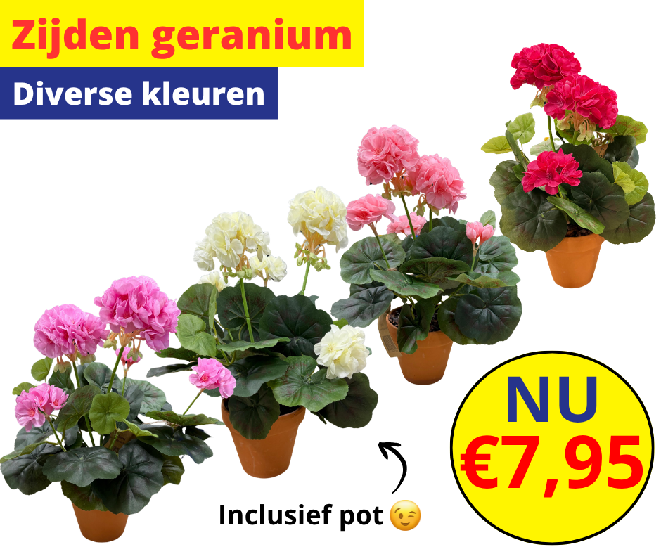 Afbeedling Zijden geranium - Spekvoordeel.nl