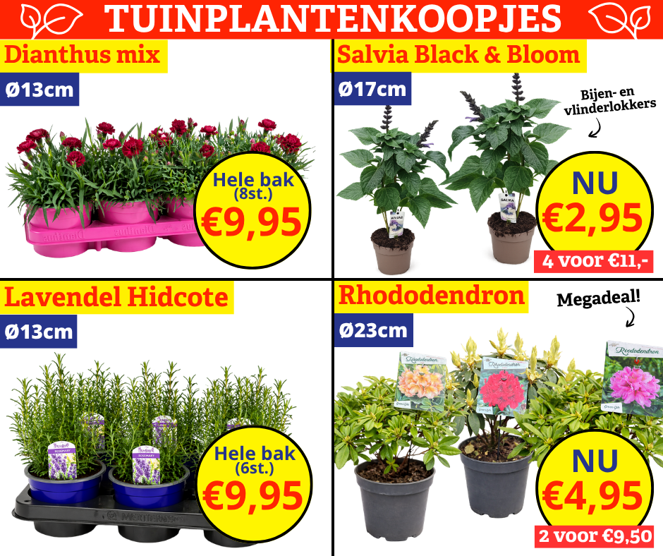 tuinplanten
