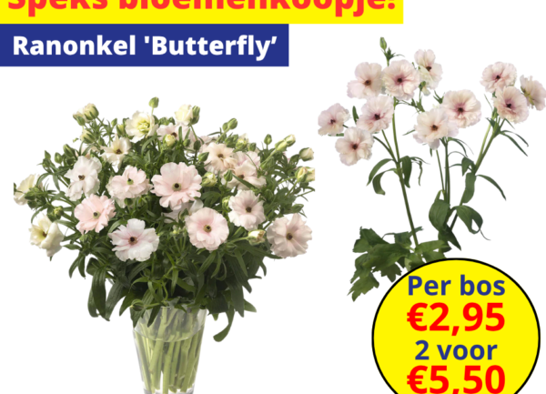 Home 17 Ranonkel 'Butterfly'