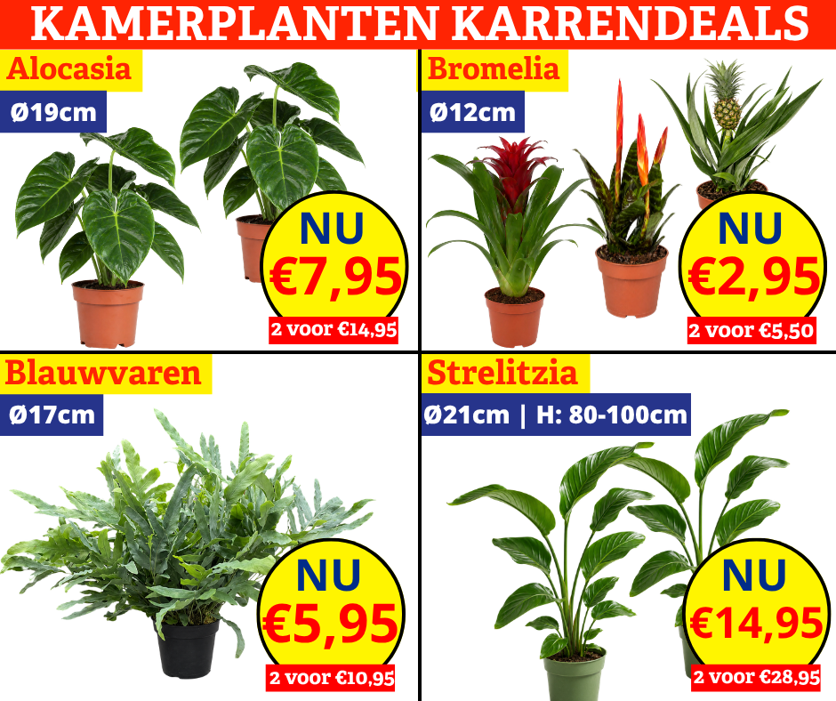 kamerplanten