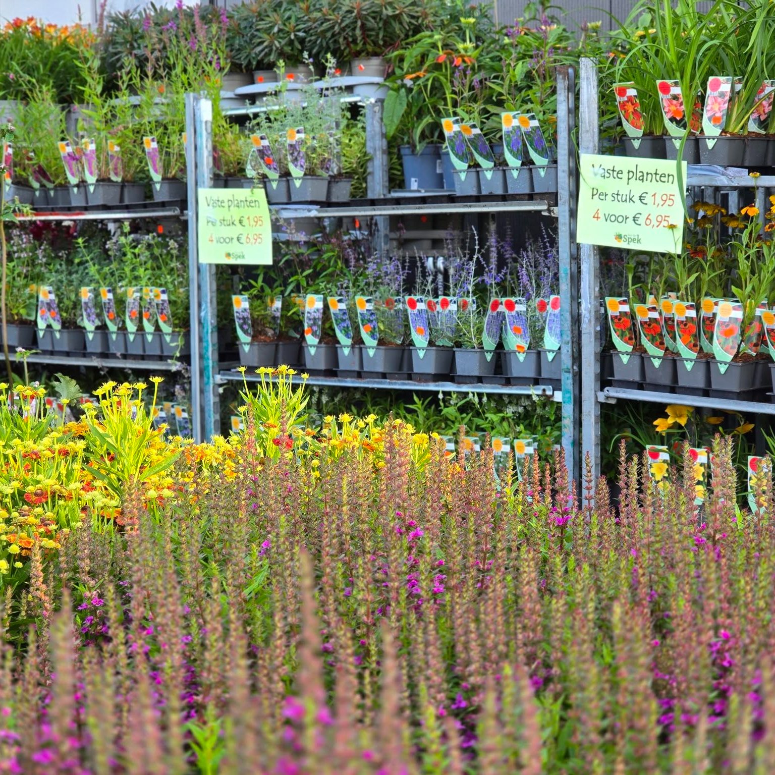Afbeelding planten - Spekvoordeel.nl