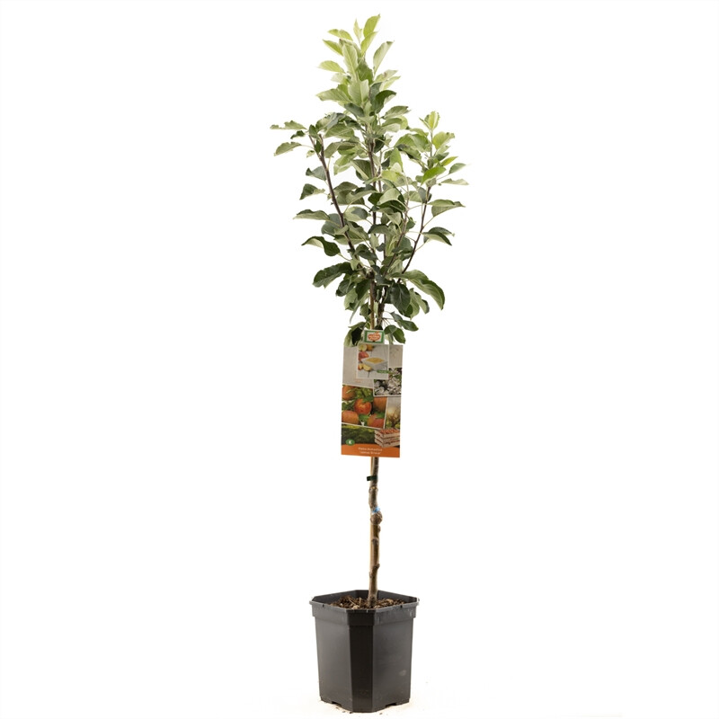 Afbeedling Malus dom. James Grieve laagstam - Spekvoordeel.nl