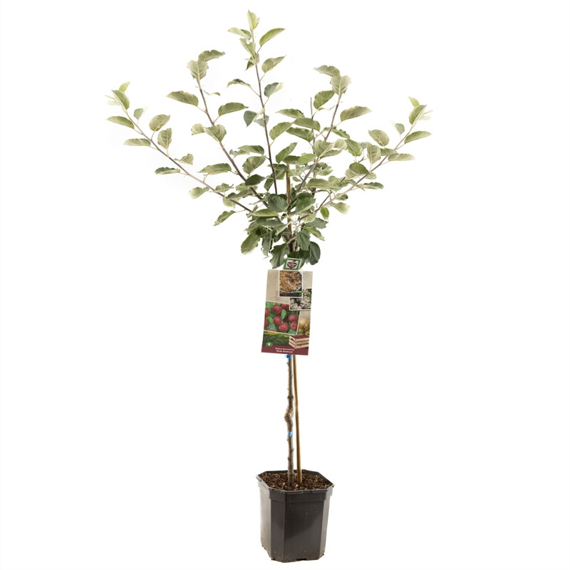 Afbeedling Malus dom. Rode Boskoop laagstam - Spekvoordeel.nl