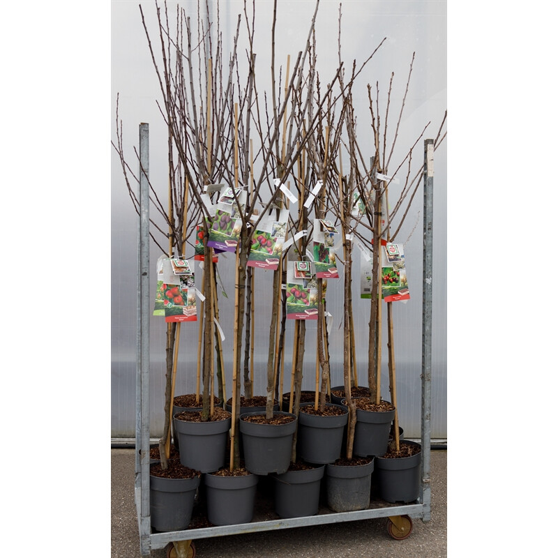 Afbeedling Diverse soorten fruitbomen (halfstam) - Spekvoordeel.nl