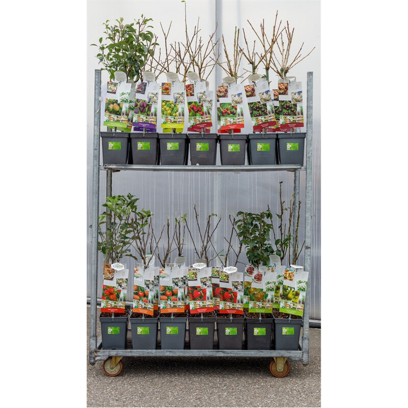 Afbeedling Patio Fruitbomen - Spekvoordeel.nl