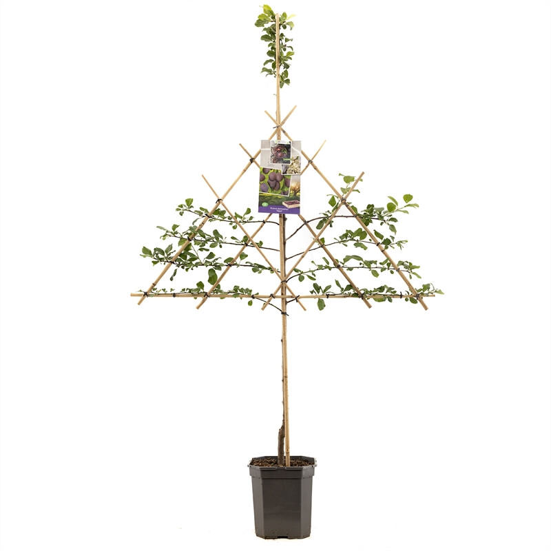 Afbeedling Prunus dom. Opal leivorm - Spekvoordeel.nl