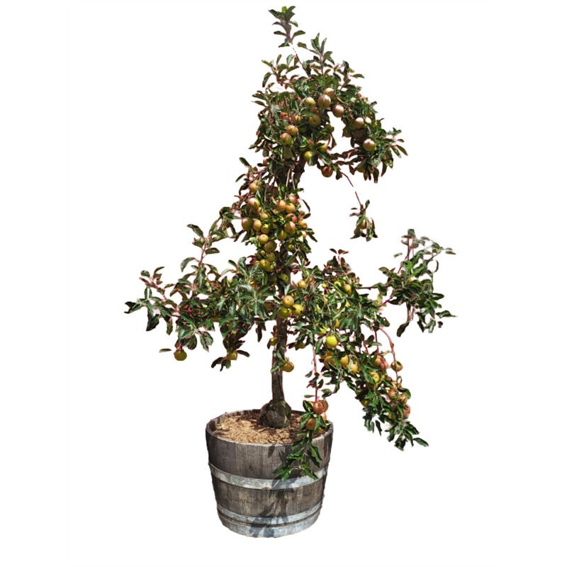 Afbeedling Appelboom (12 jaar oud) - Spekvoordeel.nl