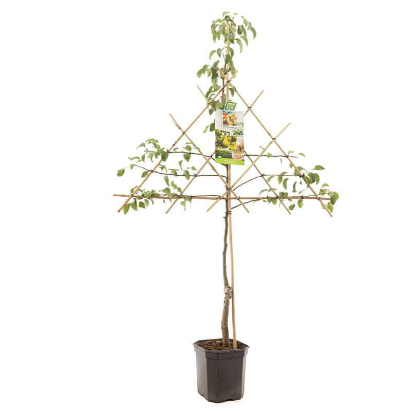 Afbeedling Pyrus comm. Conference leivorm - Spekvoordeel.nl