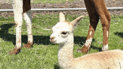 Afbeelding bij nieuwsbericht - Bijzonder kraambezoek bij Spek! Er is een baby-alpaca geboren! - Spekvoordeel.nl