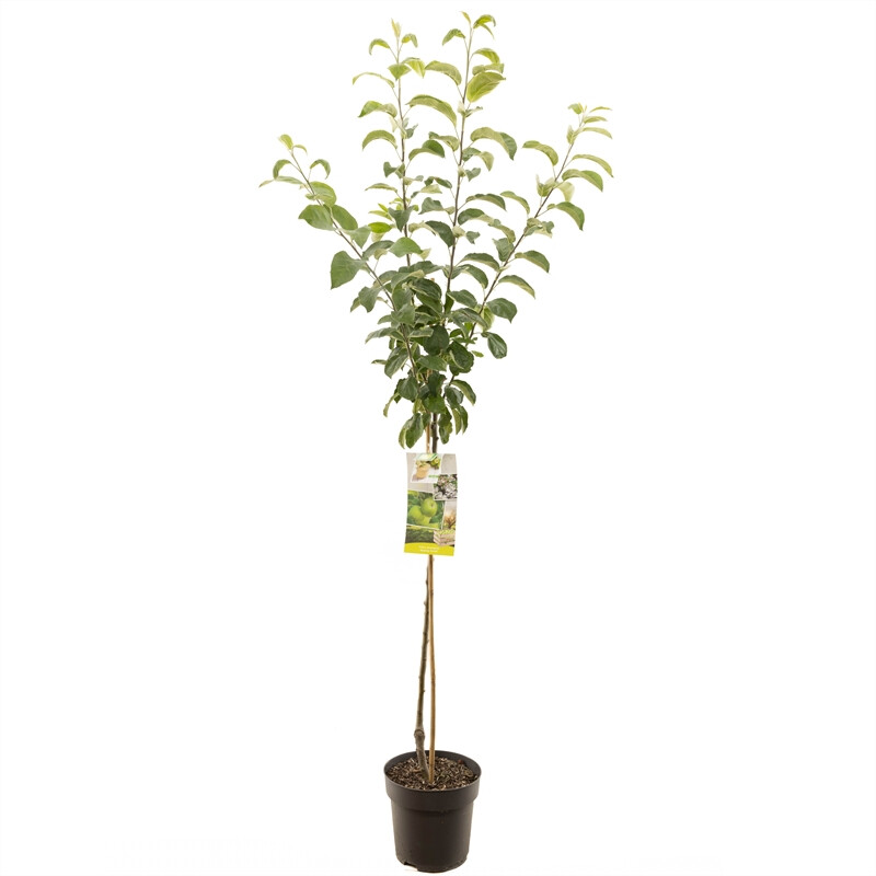 Afbeedling Malus dom. Granny Smith halfstam - Spekvoordeel.nl