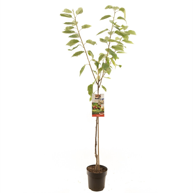 Afbeedling Prunus avium Regina halfstam - Spekvoordeel.nl