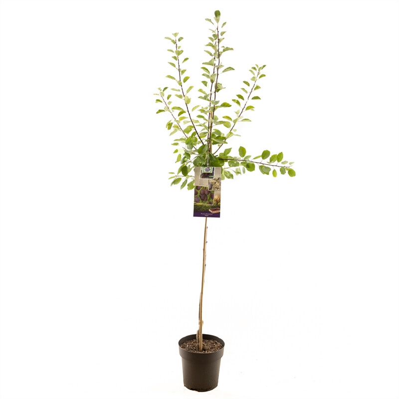 Afbeedling Prunus dom. Opal halfstam - Spekvoordeel.nl