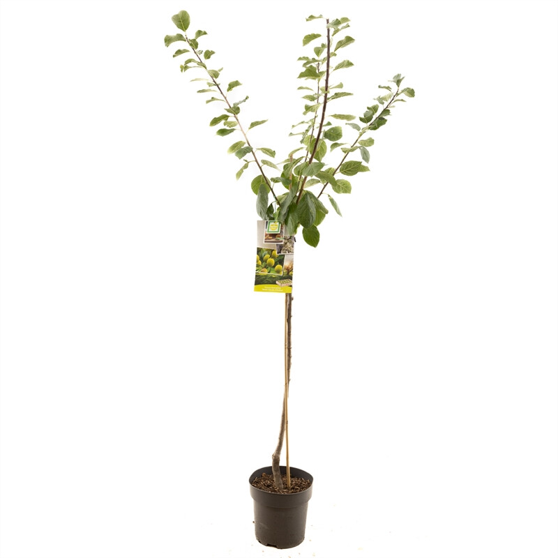 Afbeedling Prunus dom. R-Cl. d'Oullins halfstam - Spekvoordeel.nl