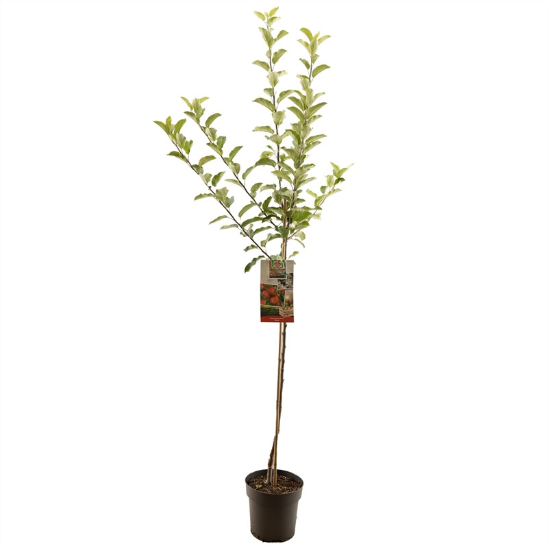 Afbeedling Malus dom. Elstar halfstam - Spekvoordeel.nl