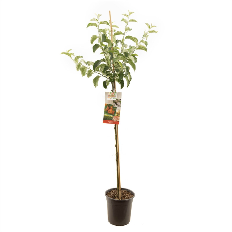 Afbeedling Malus dom. Jonagold halfstam - Spekvoordeel.nl