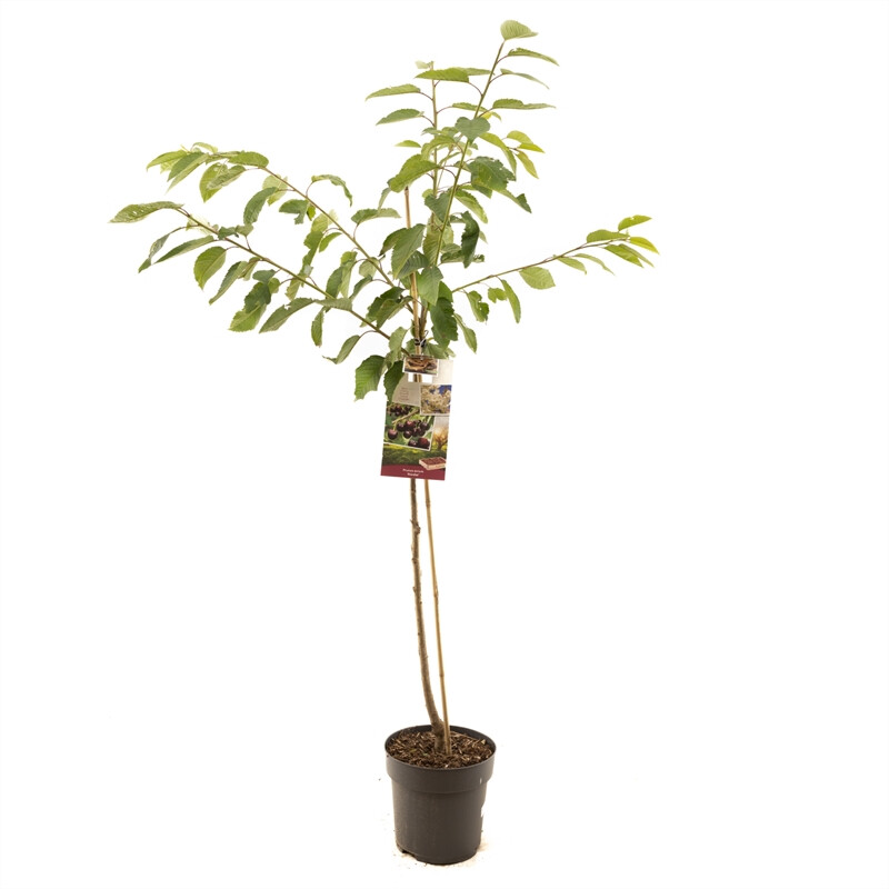 Afbeedling Prunus avium Lapins halfstam - Spekvoordeel.nl
