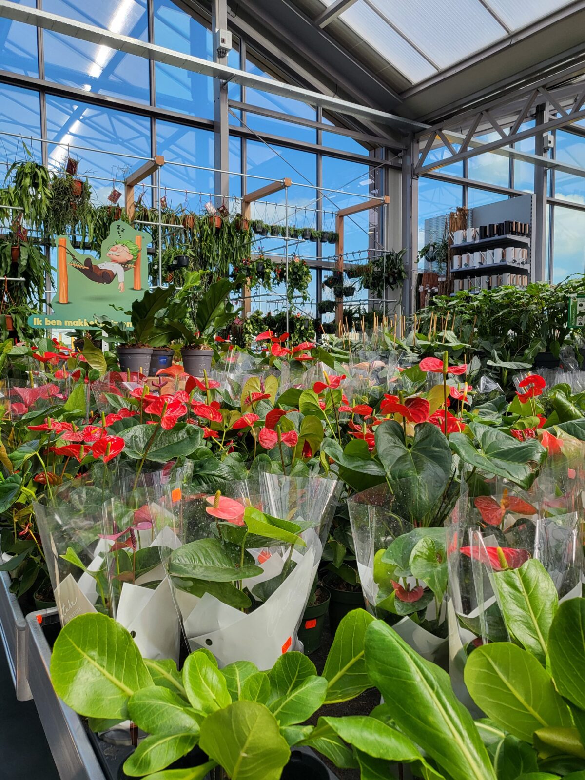 Afbeedling Anthurium - Spekvoordeel.nl