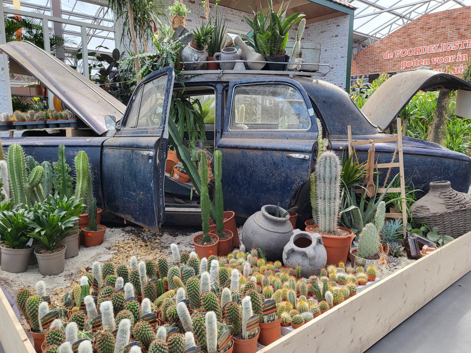 Afbeedling Cactussen - Spekvoordeel.nl