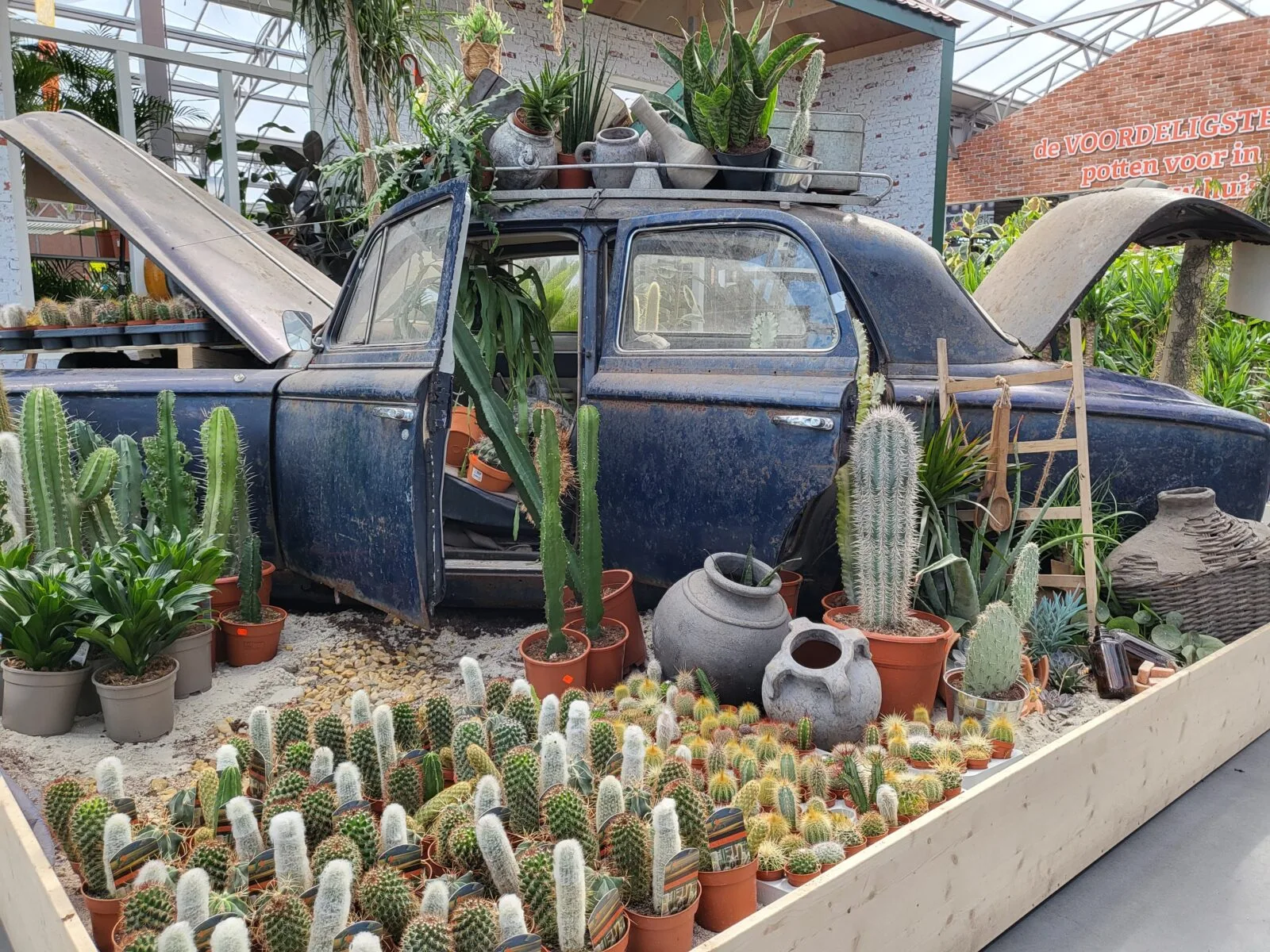 Afbeedling Cactussen - Spekvoordeel.nl