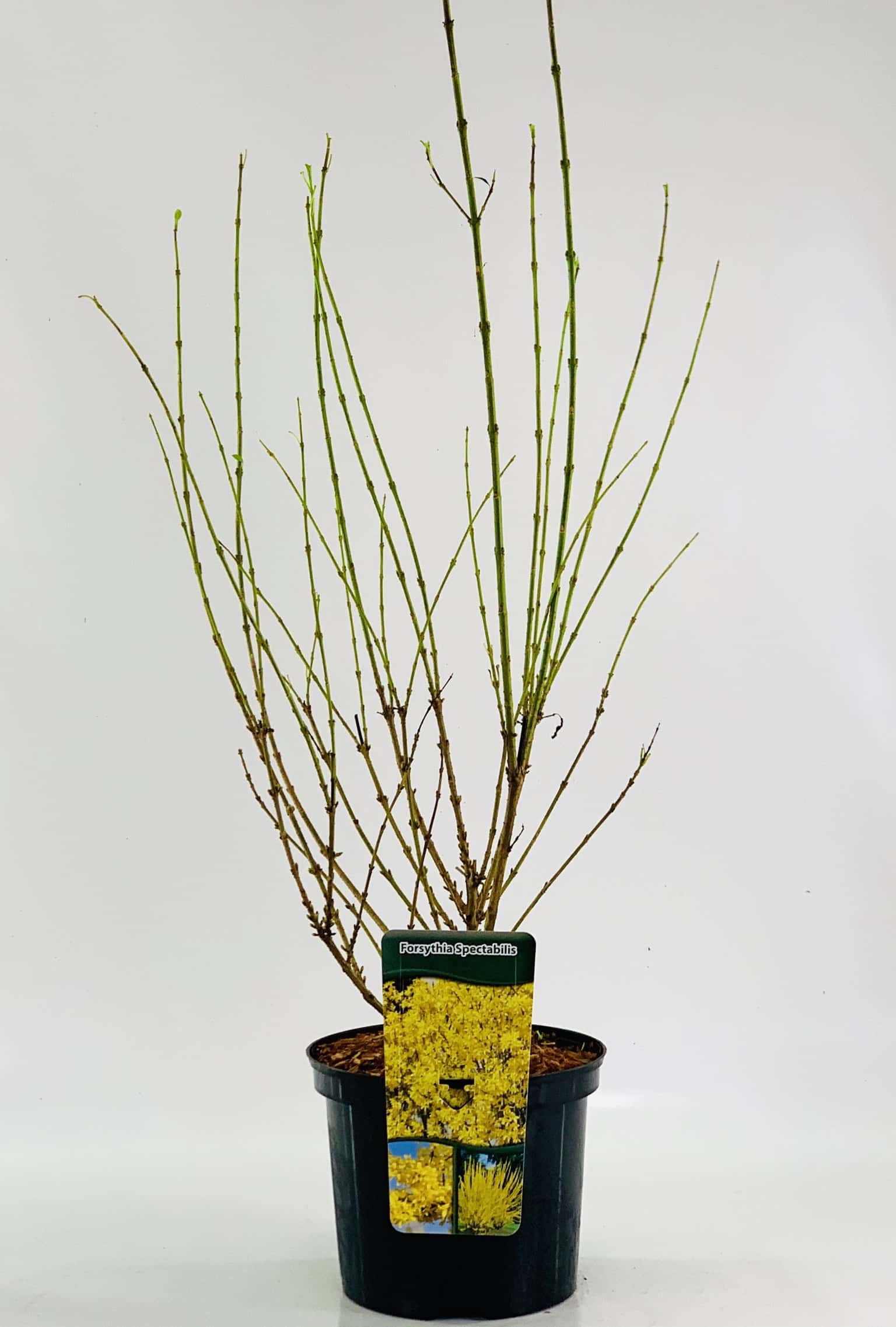 Afbeedling Forsythia - Spekvoordeel.nl