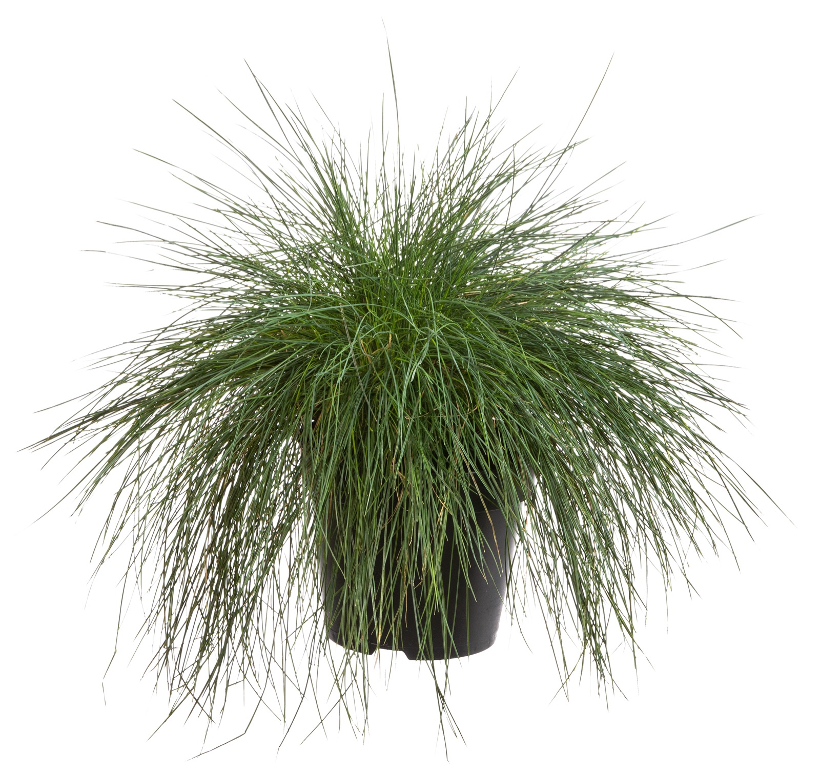 Afbeedling Stipa gras - Spekvoordeel.nl
