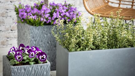 Afbeelding perkplanten - Spekvoordeel.nl