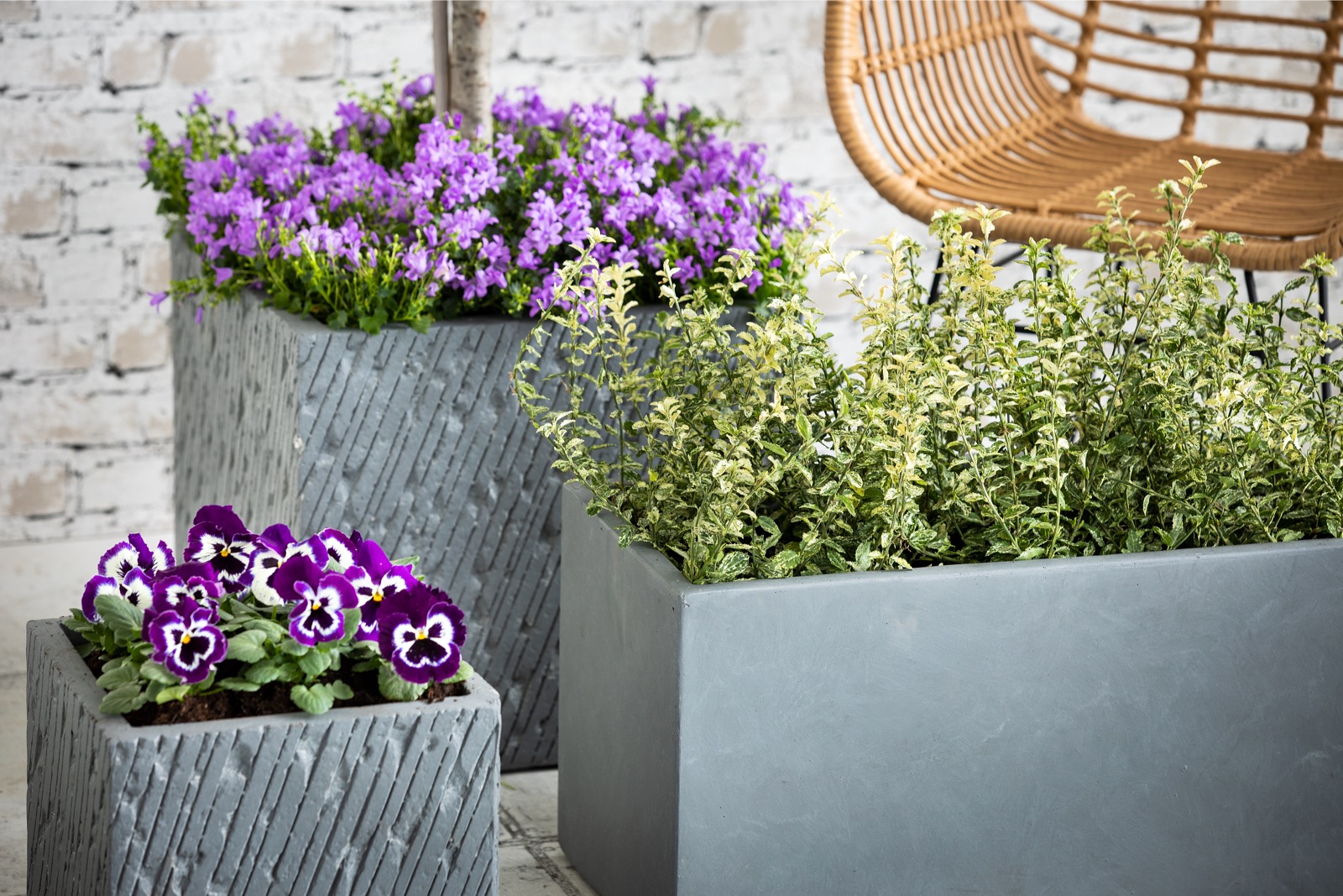 Afbeelding perkplanten - Spekvoordeel.nl