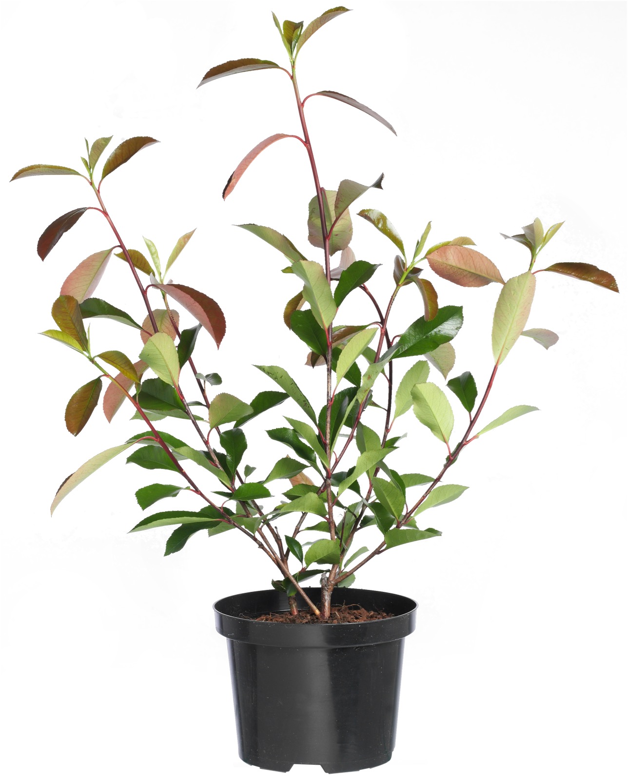 Afbeedling Photinia 'Red Robin' - Spekvoordeel.nl