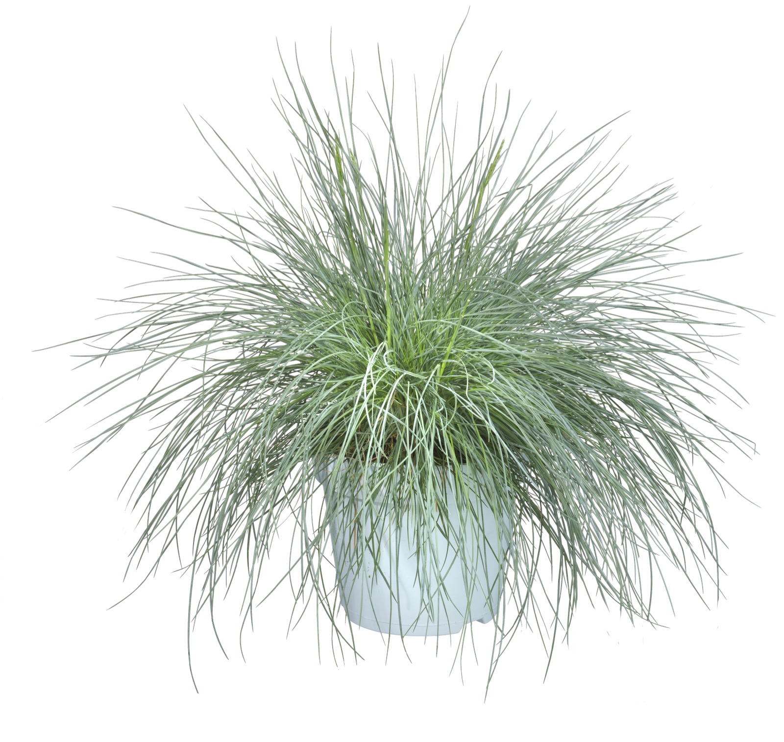 Afbeedling Blauwgras (festuca) - Spekvoordeel.nl