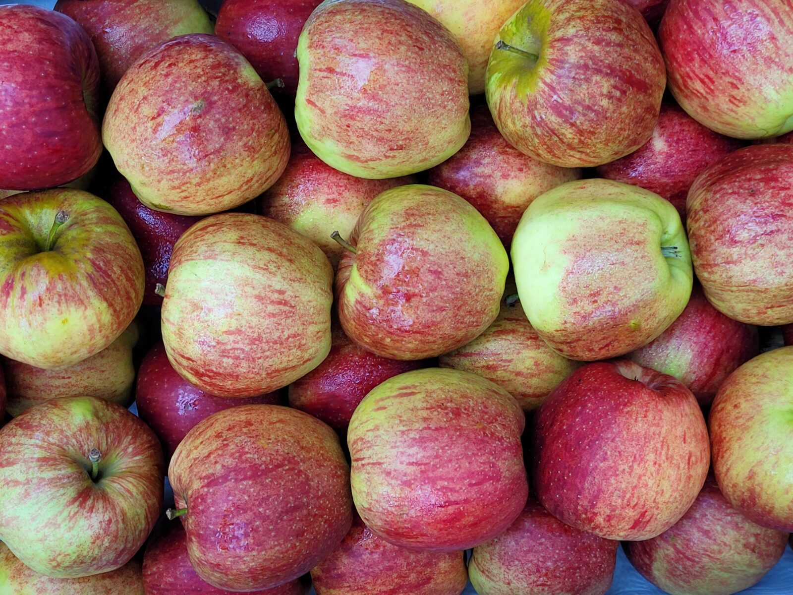 Afbeedling Jonagold - Spekvoordeel.nl
