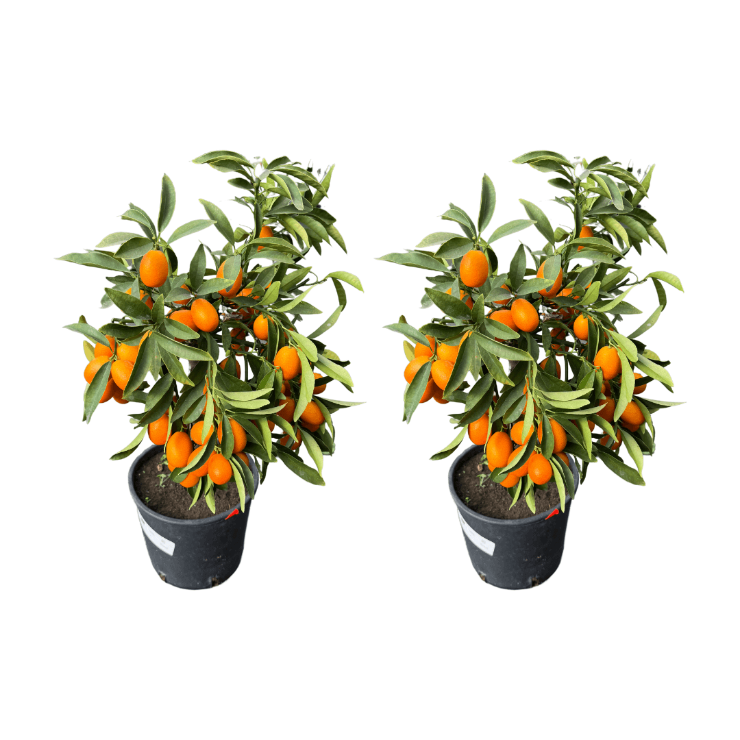 Afbeedling Citrus - Spekvoordeel.nl