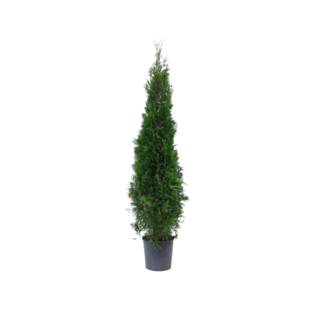 Afbeedling Thuja 'Smaragd' - Spekvoordeel.nl