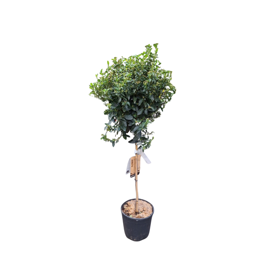 Afbeedling Viburnum tinus - Spekvoordeel.nl