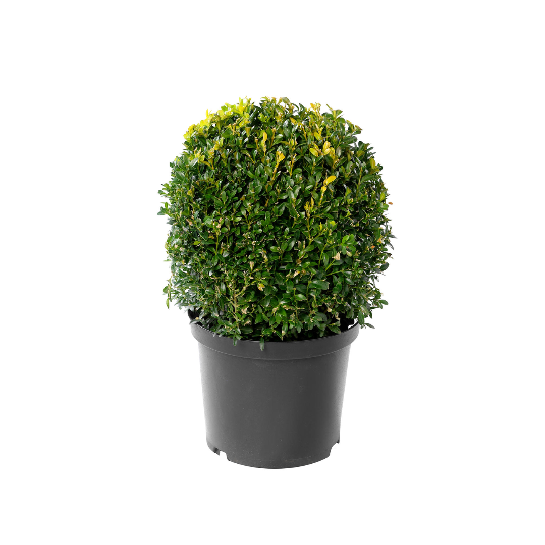 Afbeedling Buxus - bol - Spekvoordeel.nl