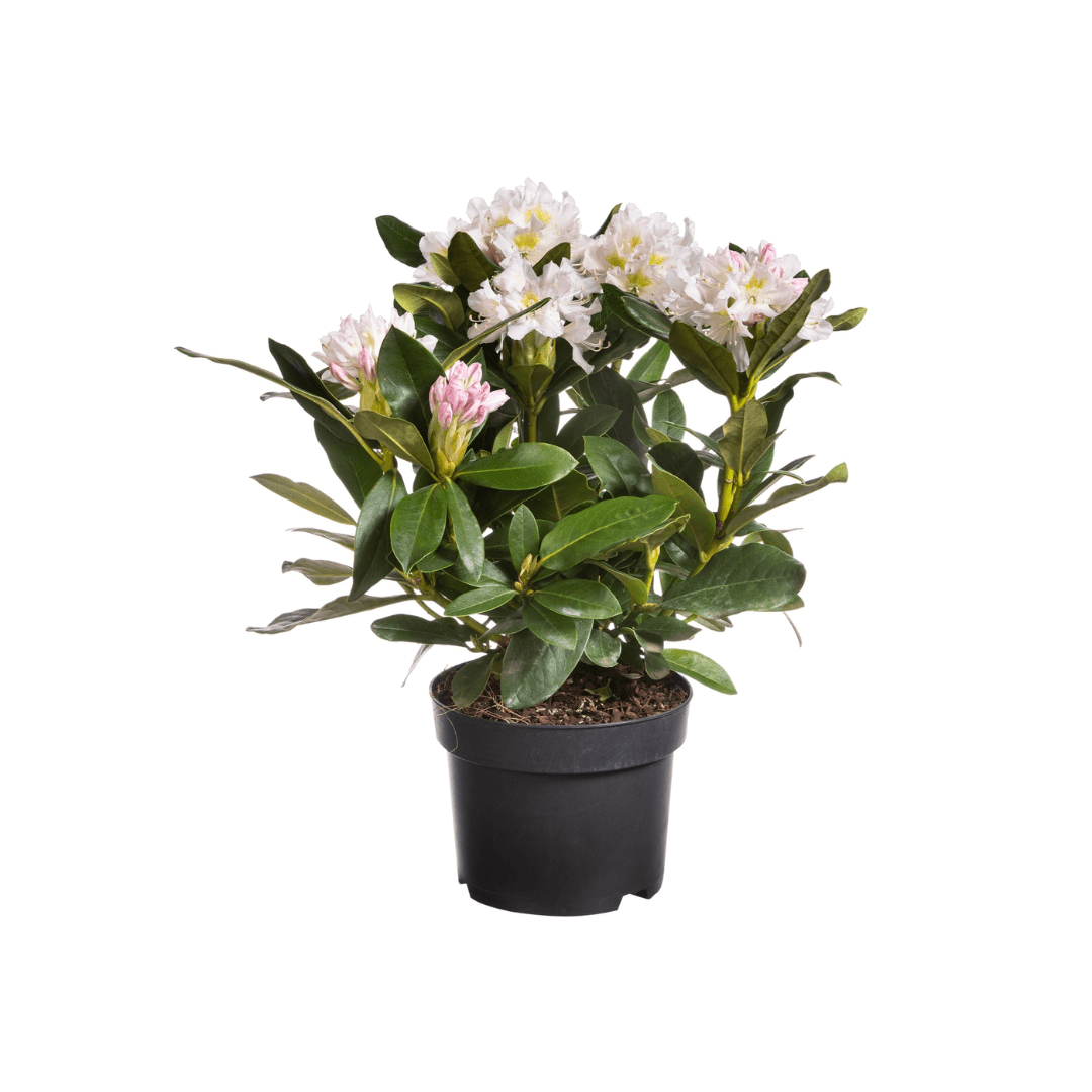Afbeedling Rhododendronn (diverse kleuren) - Spekvoordeel.nl