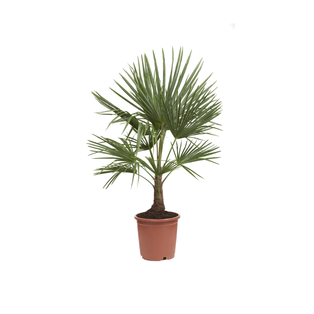 Afbeedling Trachycarpus fortunei - Spekvoordeel.nl