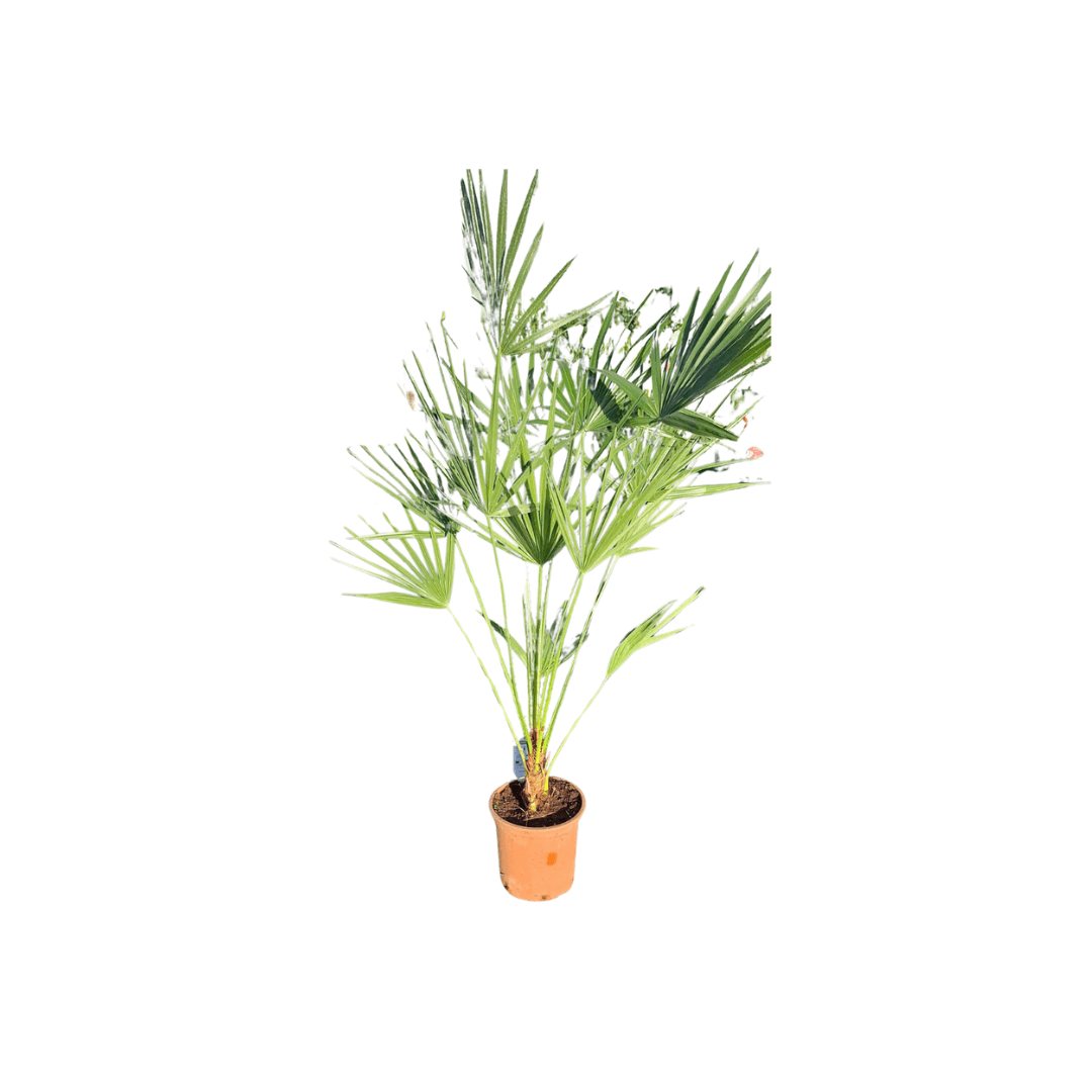 Afbeedling Europese dwergpalm - Chamaerops humilis - Spekvoordeel.nl