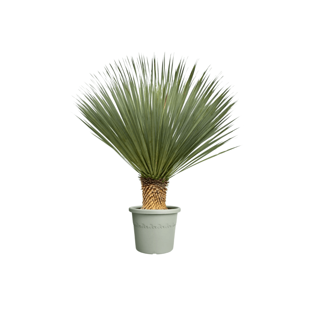 Afbeedling Yucca rostrata - Spekvoordeel.nl