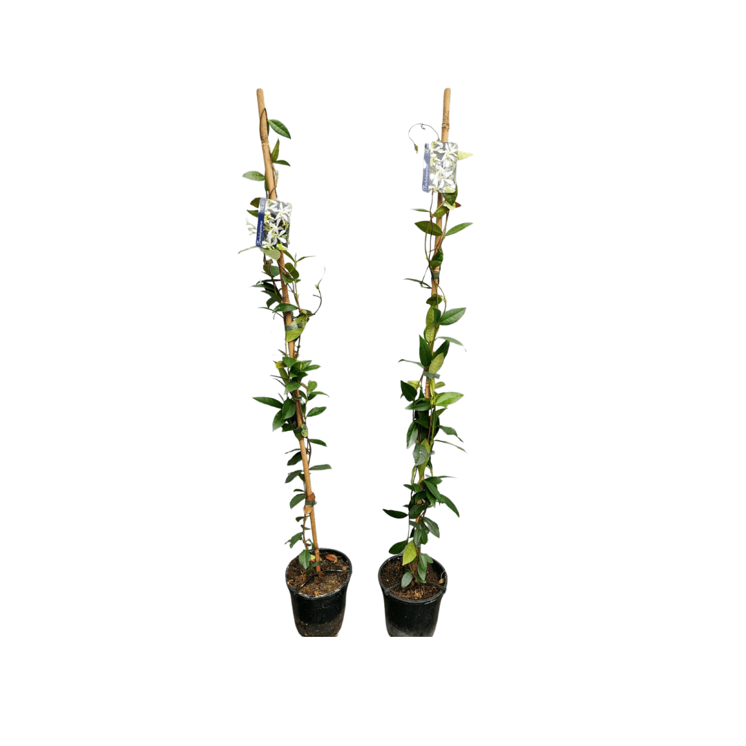 Afbeedling Toscaanse Jasmijn - Spekvoordeel.nl