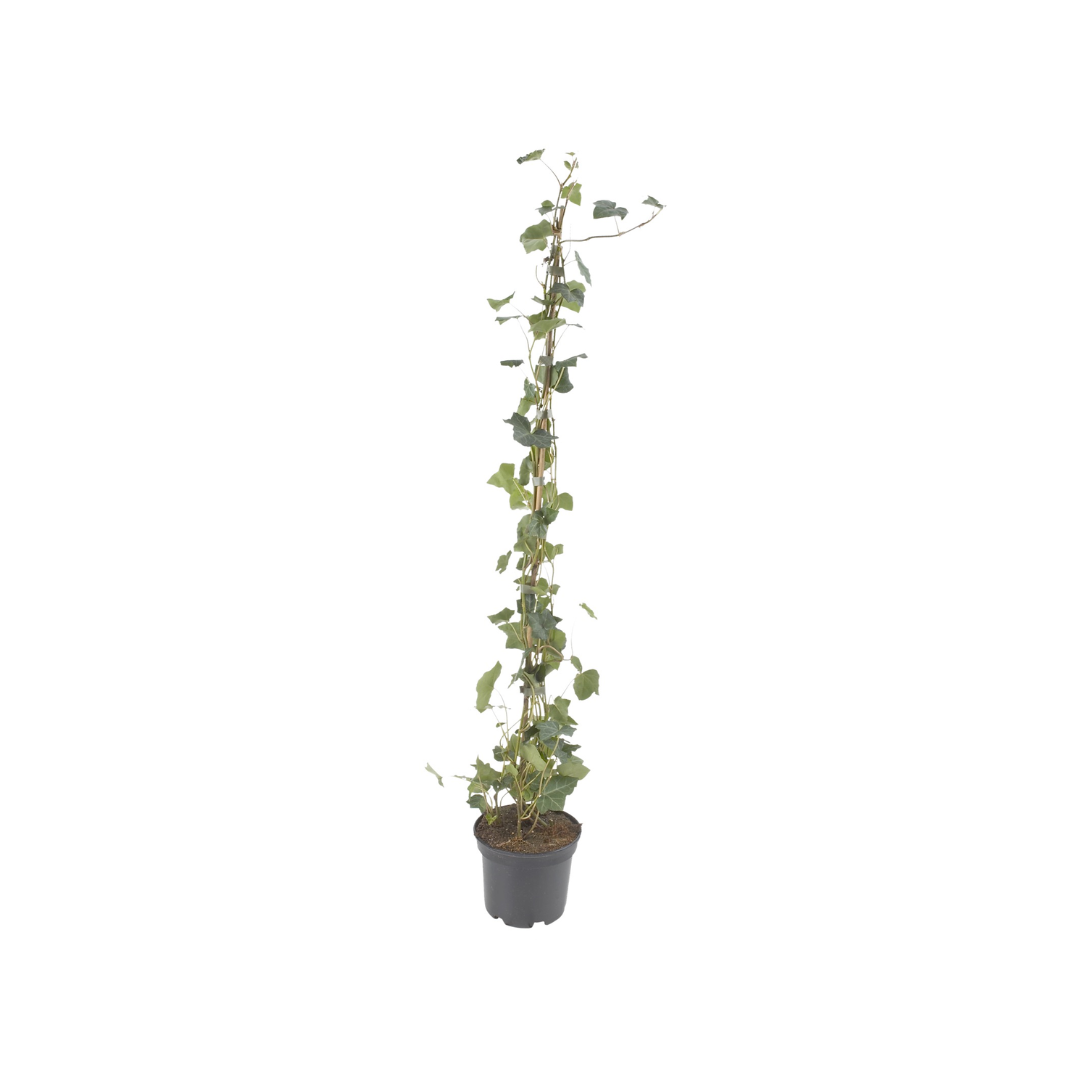 Afbeedling Hedera (150cm) - Spekvoordeel.nl