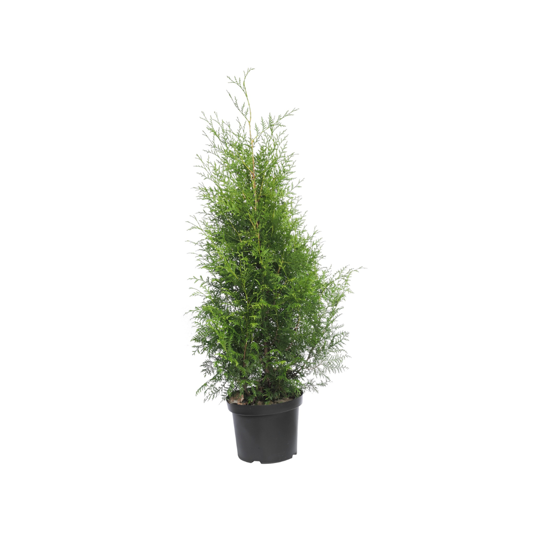 Afbeedling Thuja 'Brabant' - Spekvoordeel.nl