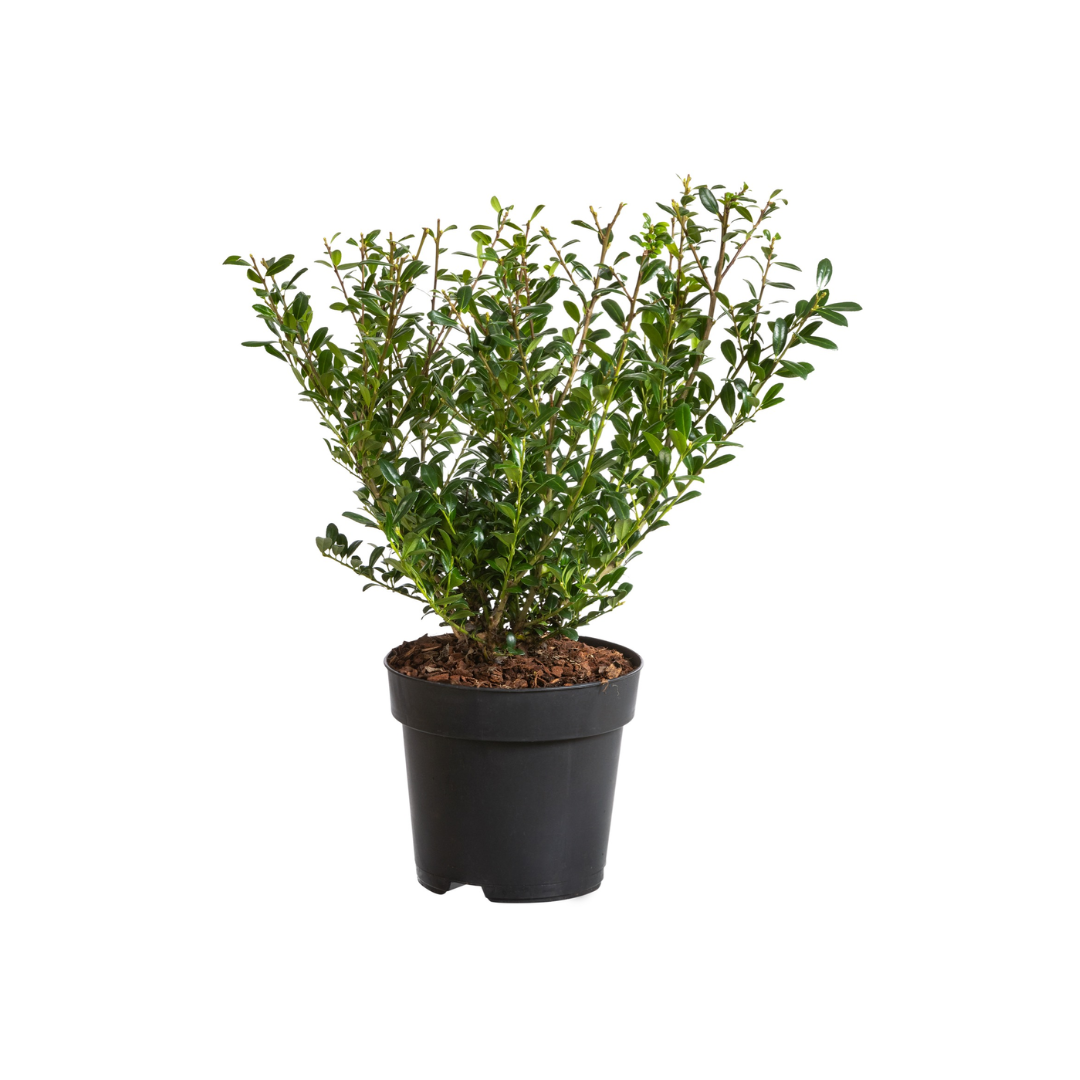 Afbeedling Ilex crenata - Spekvoordeel.nl